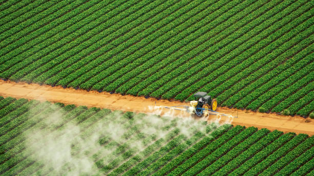 Best Ant Control Services  in Bamberg, SC