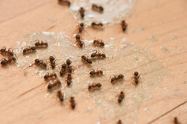 Best Mosquito Control Services  in Bamberg, SC