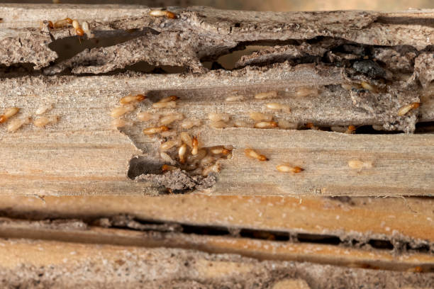 Best Commercial Pest Control Services  in Bamberg, SC